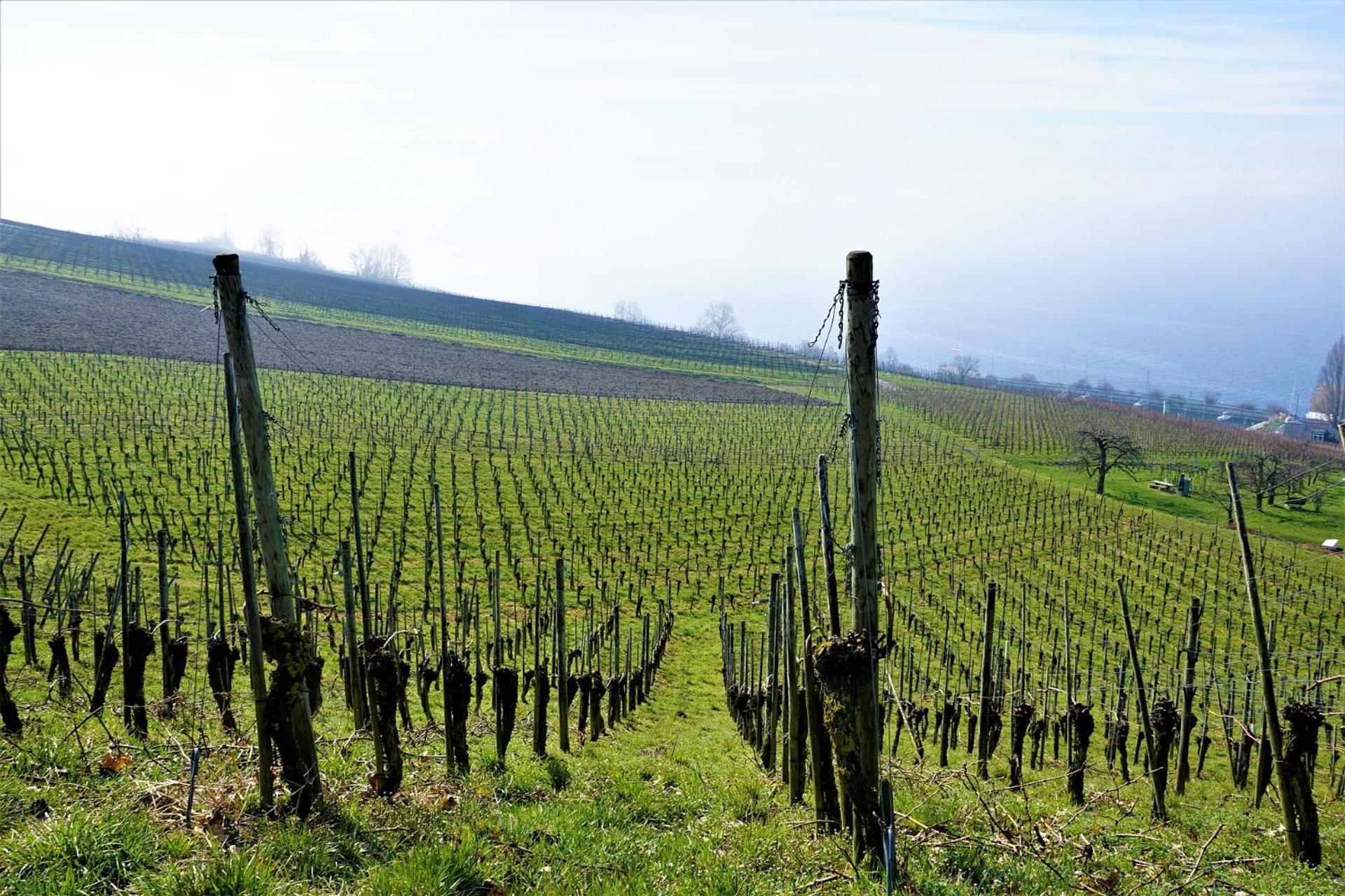 Ferienhof Dreher Meersburg Bagian luar foto